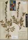 Foto von Salix myrsinifolia Salisb.